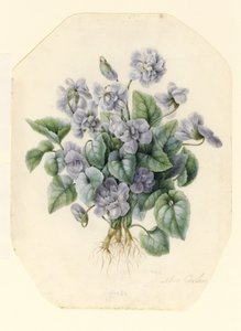 Viole